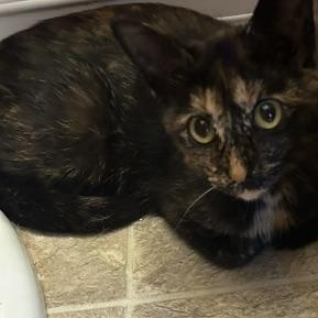 Enlarge Feta, a Adoptable Tortoiseshell in Scarborough, ON image 3/5