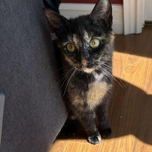 Enlarge Feta, a Adoptable Tortoiseshell in Scarborough, ON image 2/5