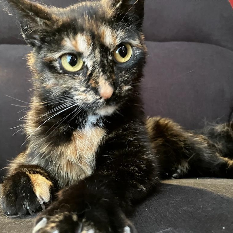 Enlarge Feta, a Adoptable Tortoiseshell in Scarborough, ON image 1/5