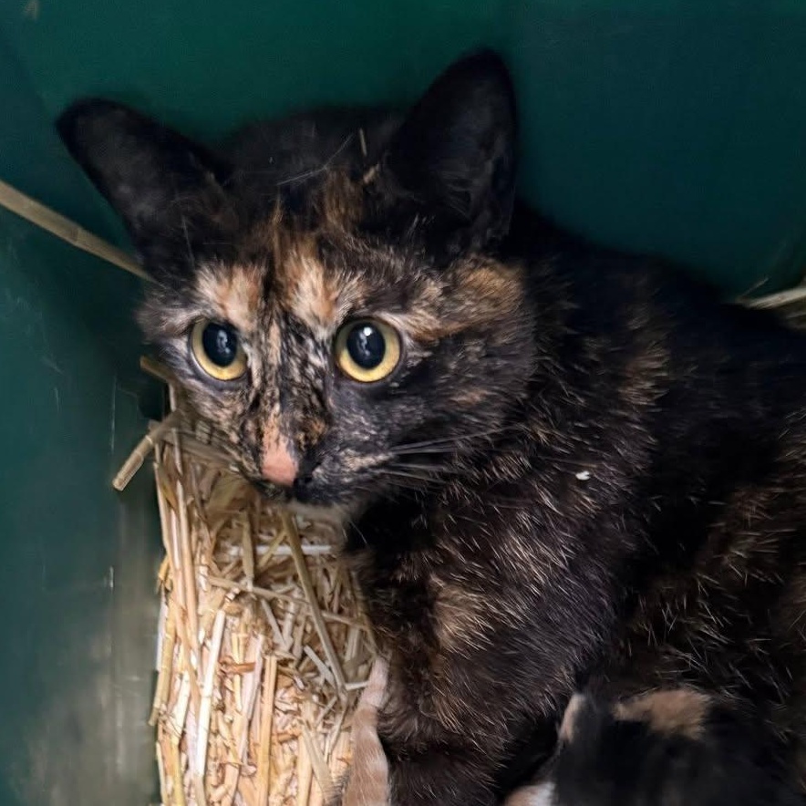 Enlarge Feta, a Adoptable Tortoiseshell in Scarborough, ON image 4/5