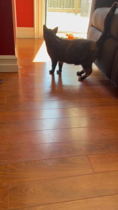 Enlarge Feta, a Adoptable Tortoiseshell in Scarborough, ON video 5/5
