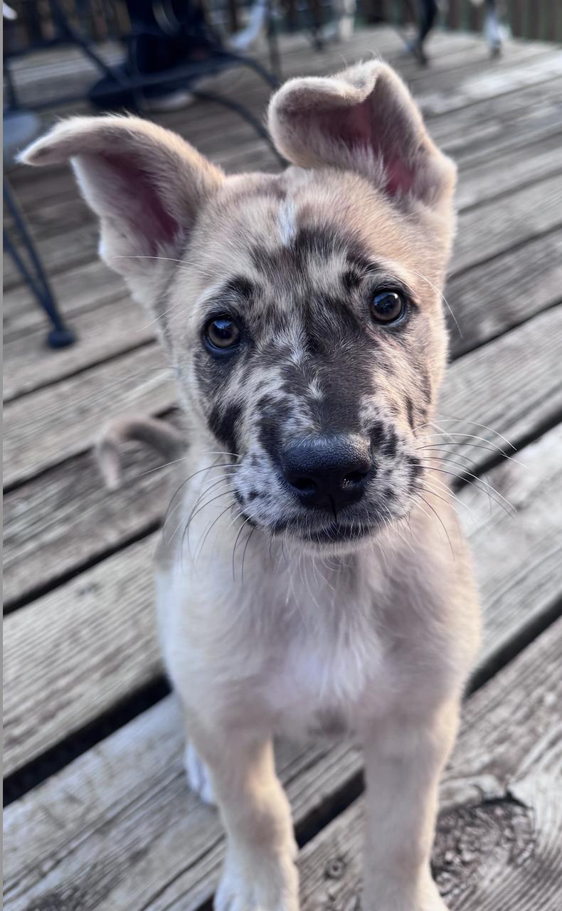 Enlarge Sevro, a Adopted mixed breed in Coralville, IA image 1/3