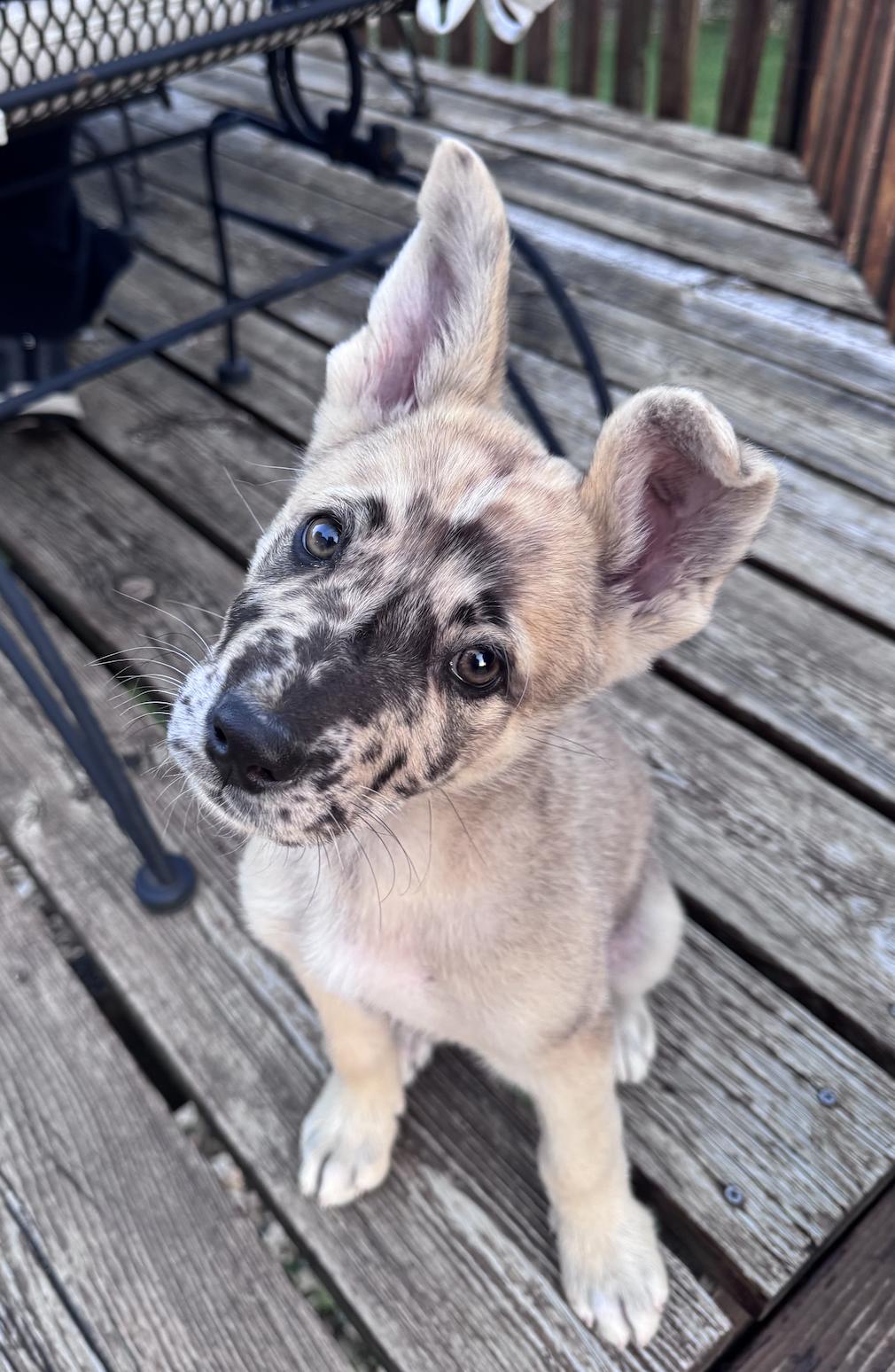 Enlarge Sevro, a Adopted mixed breed in Coralville, IA image 2/3
