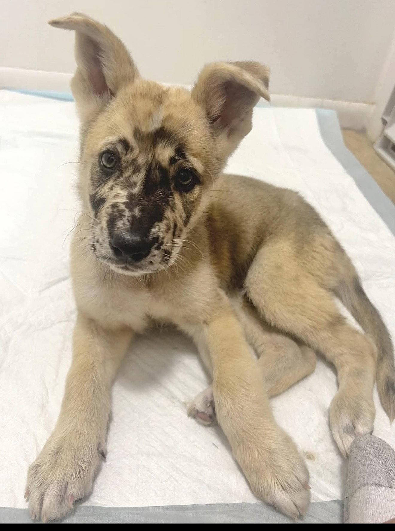 Enlarge Sevro, a Adopted mixed breed in Coralville, IA image 3/3