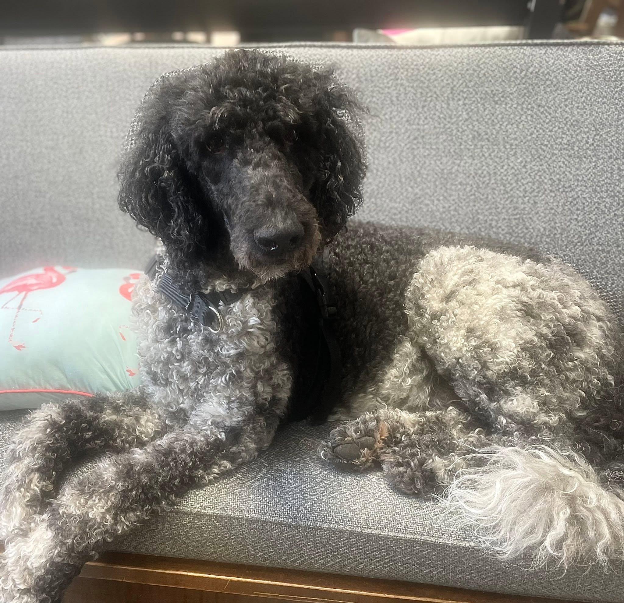 Stark, a ADOPTABLE Standard Poodle in Montreal , QC image 2/3