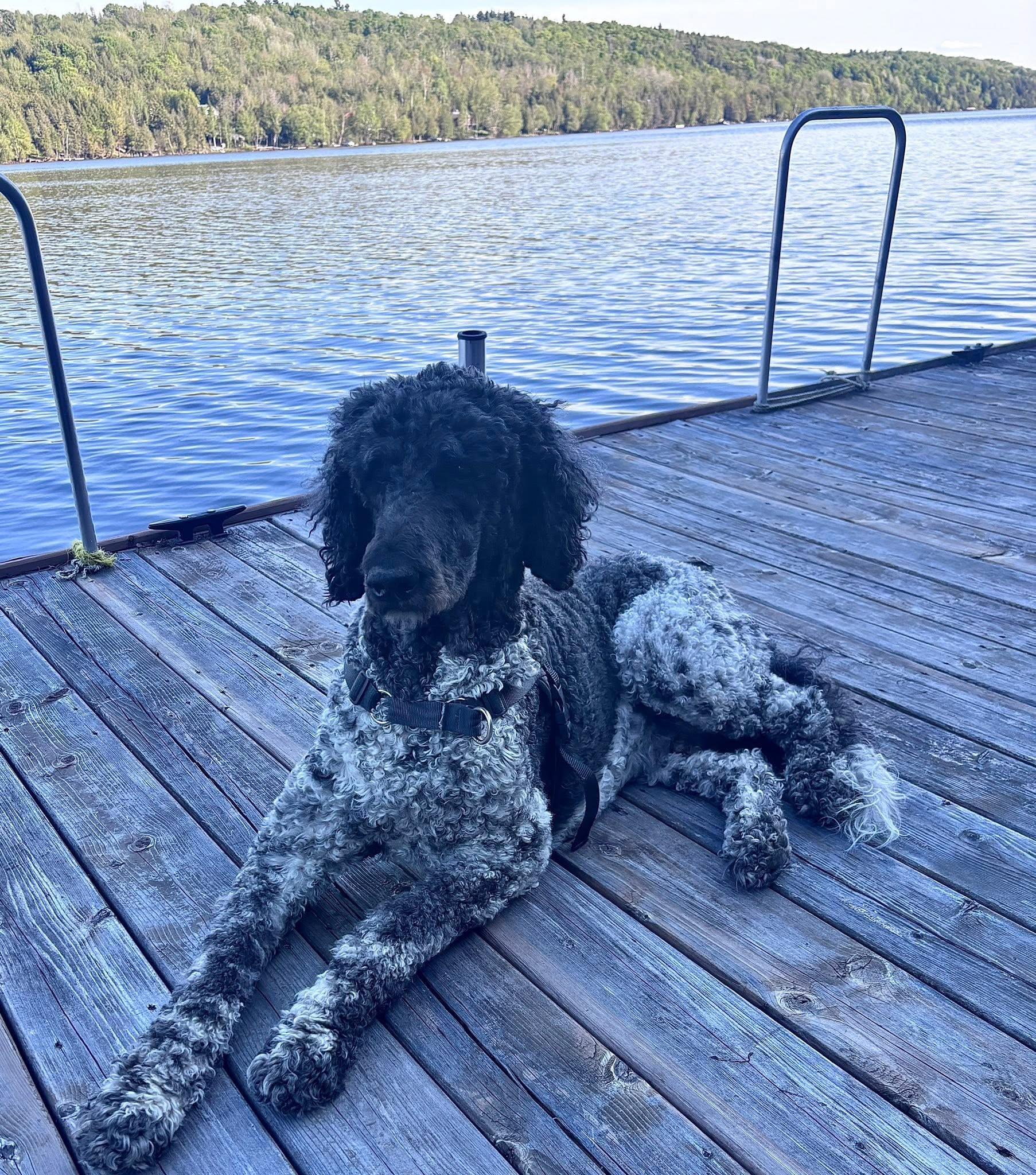 Stark, a ADOPTABLE Standard Poodle in Montreal , QC image 1/3