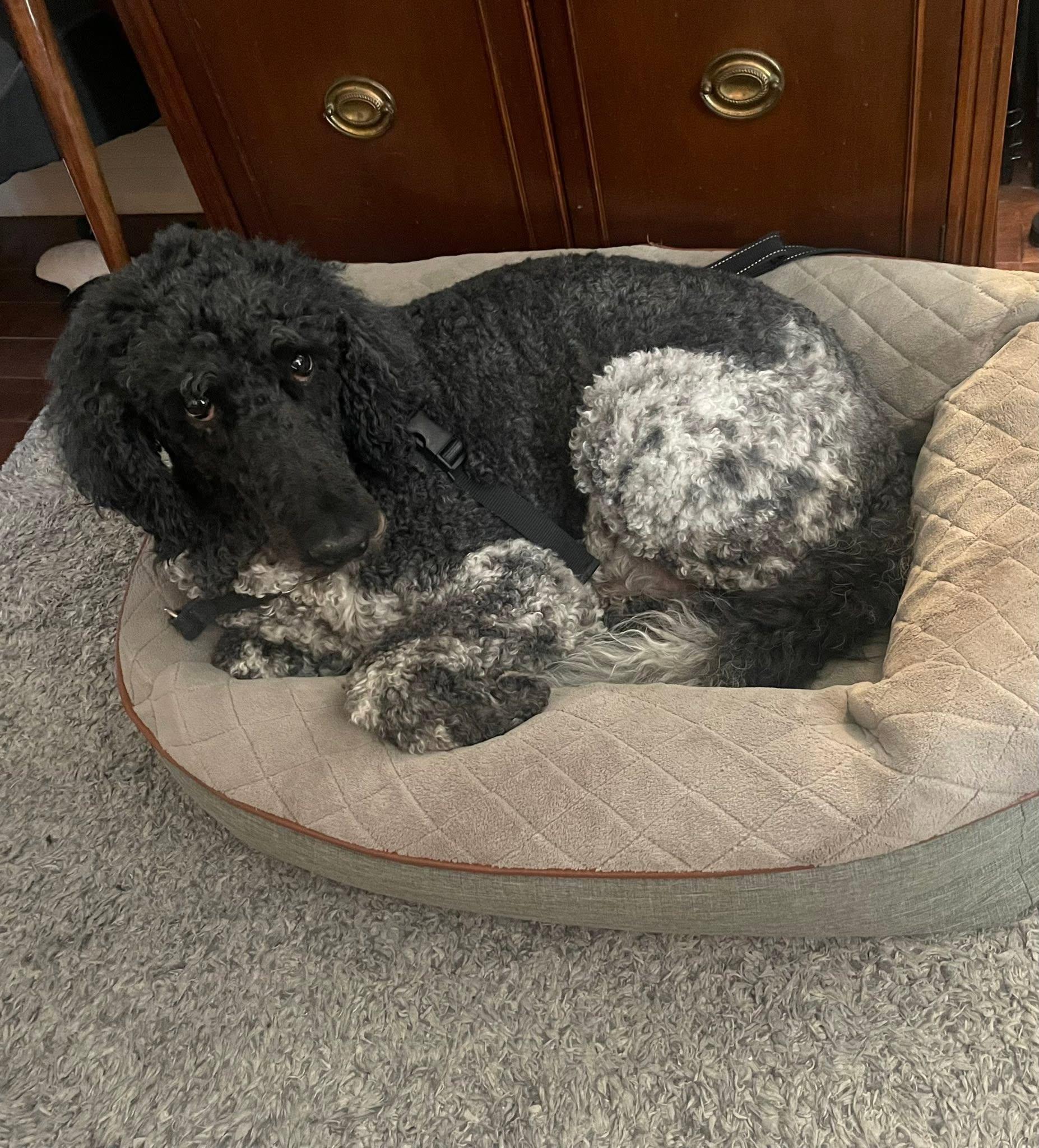 Stark, a ADOPTABLE Standard Poodle in Montreal , QC image 3/3