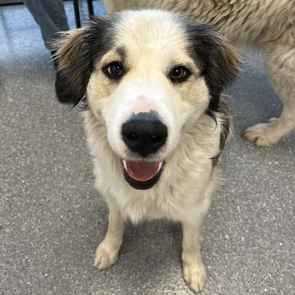 Enlarge Claire (bonded with Frank), a Adoptable Mixed Breed in Naperville, IL image 1/6