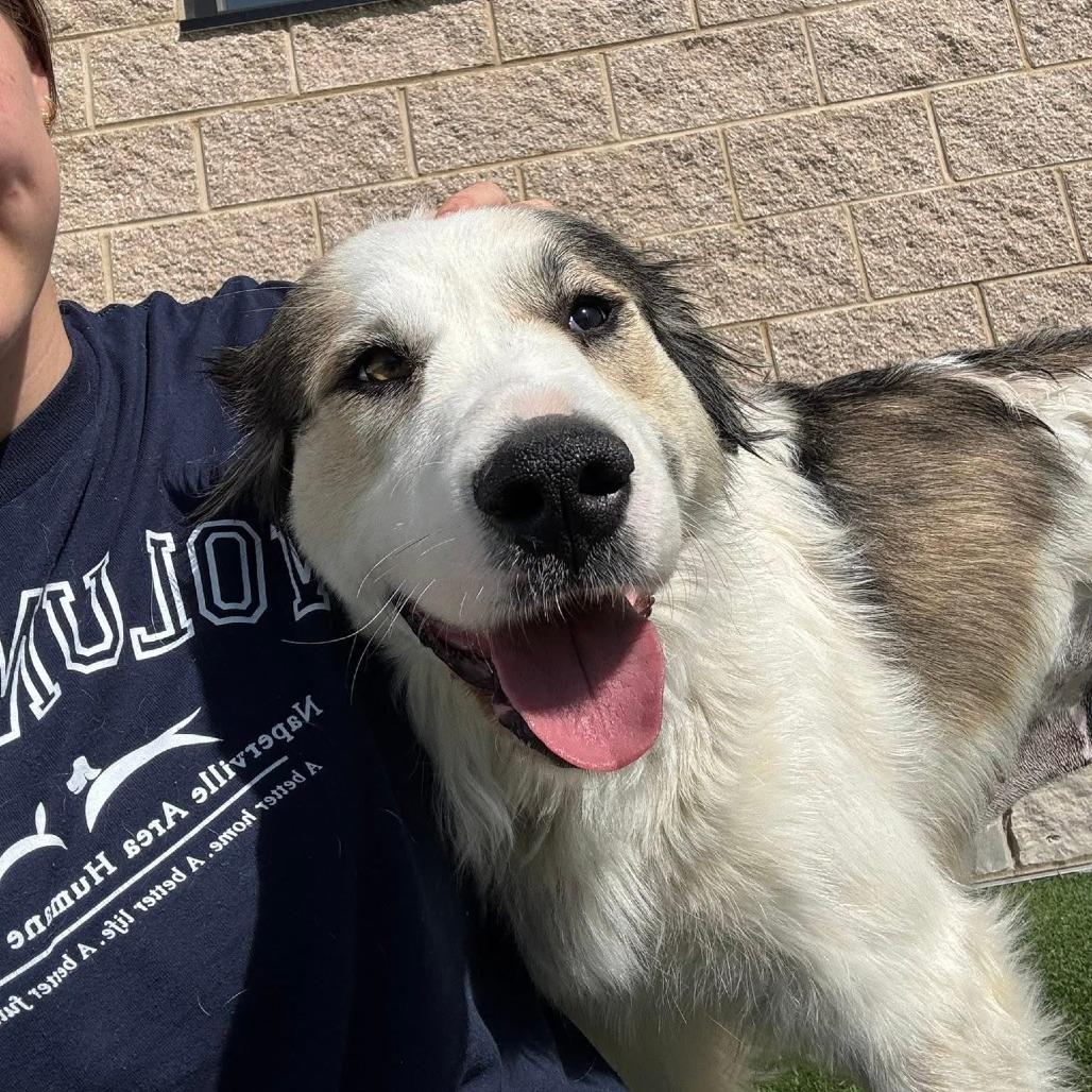 Enlarge Claire (bonded with Frank), a Adoptable Mixed Breed in Naperville, IL image 2/6