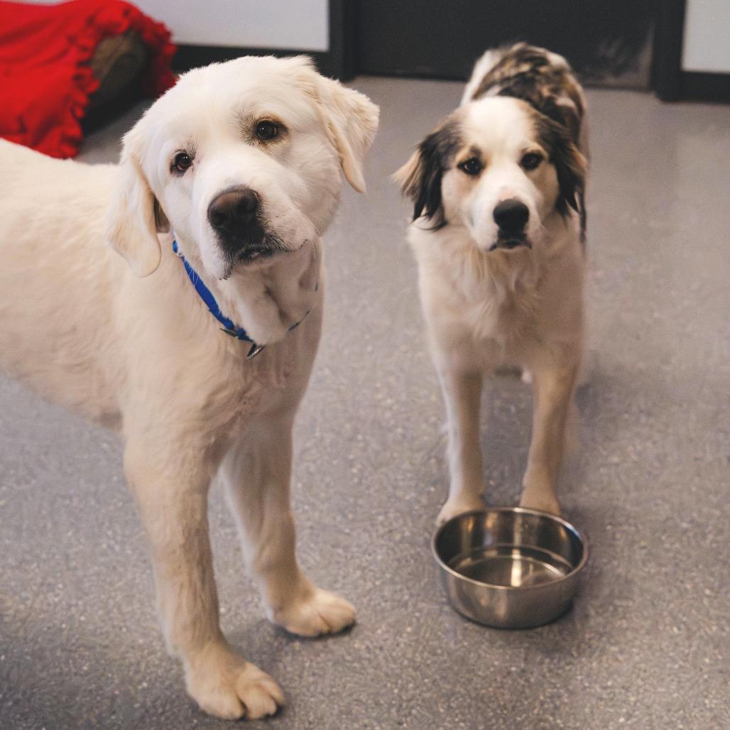 Enlarge Claire (bonded with Frank), a Adoptable Mixed Breed in Naperville, IL image 3/6