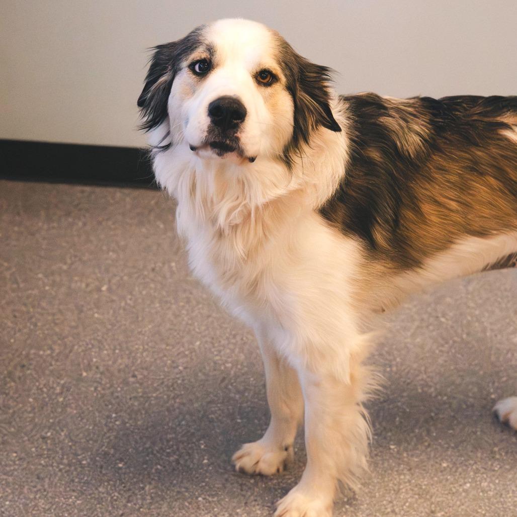 Enlarge Claire (bonded with Frank), a Adoptable Mixed Breed in Naperville, IL image 4/6