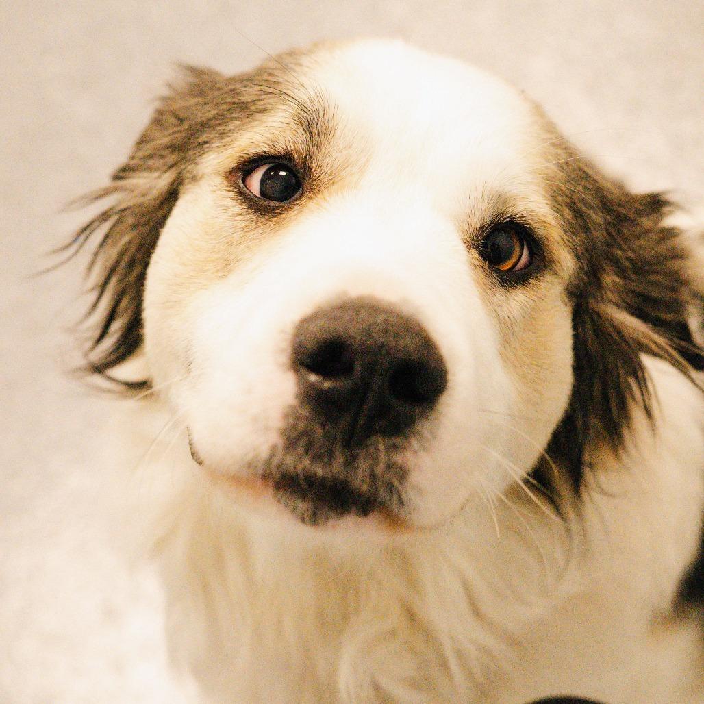 Enlarge Claire (bonded with Frank), a Adoptable Mixed Breed in Naperville, IL image 6/6