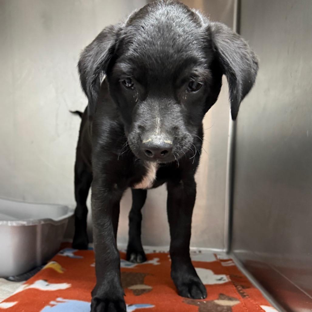 4318 PUDGE, Adoptable, Puppy Female Collie & Mixed Breed.