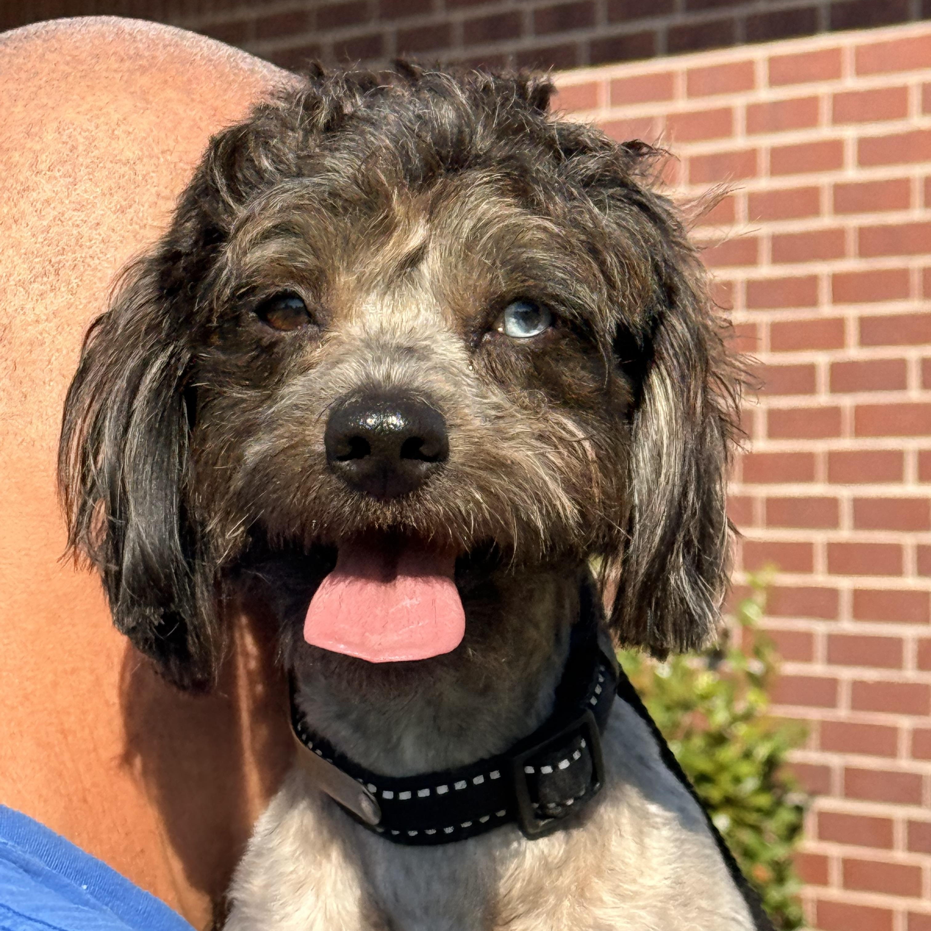 Ruckus, an adoptable Schnoodle, Shih poo in Texarkana, TX, 75501 | Photo Image 1