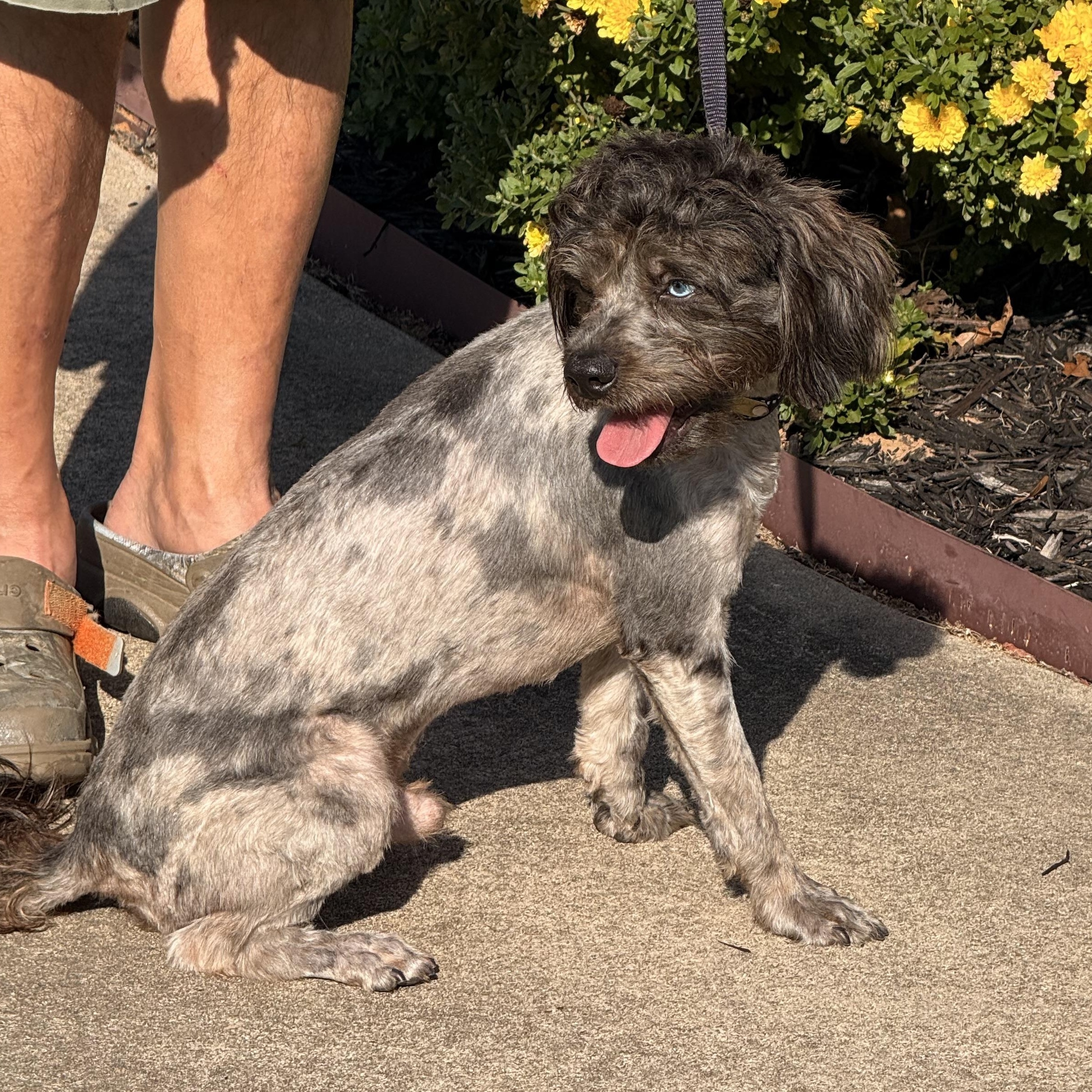 Ruckus, an adoptable Schnoodle, Shih poo in Texarkana, TX, 75501 | Photo Image 5