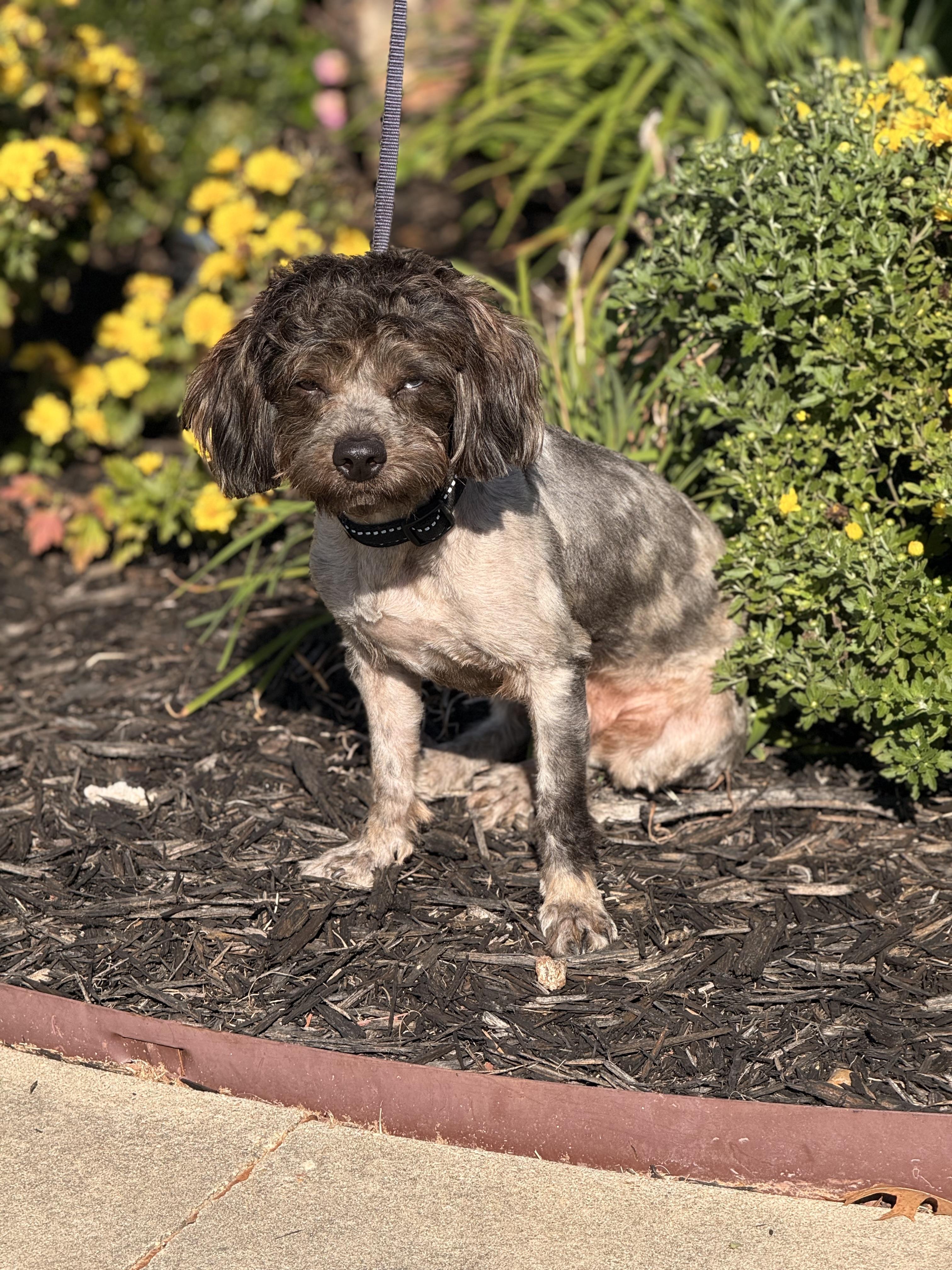 Ruckus, an adoptable Schnoodle, Shih poo in Texarkana, TX, 75501 | Photo Image 4