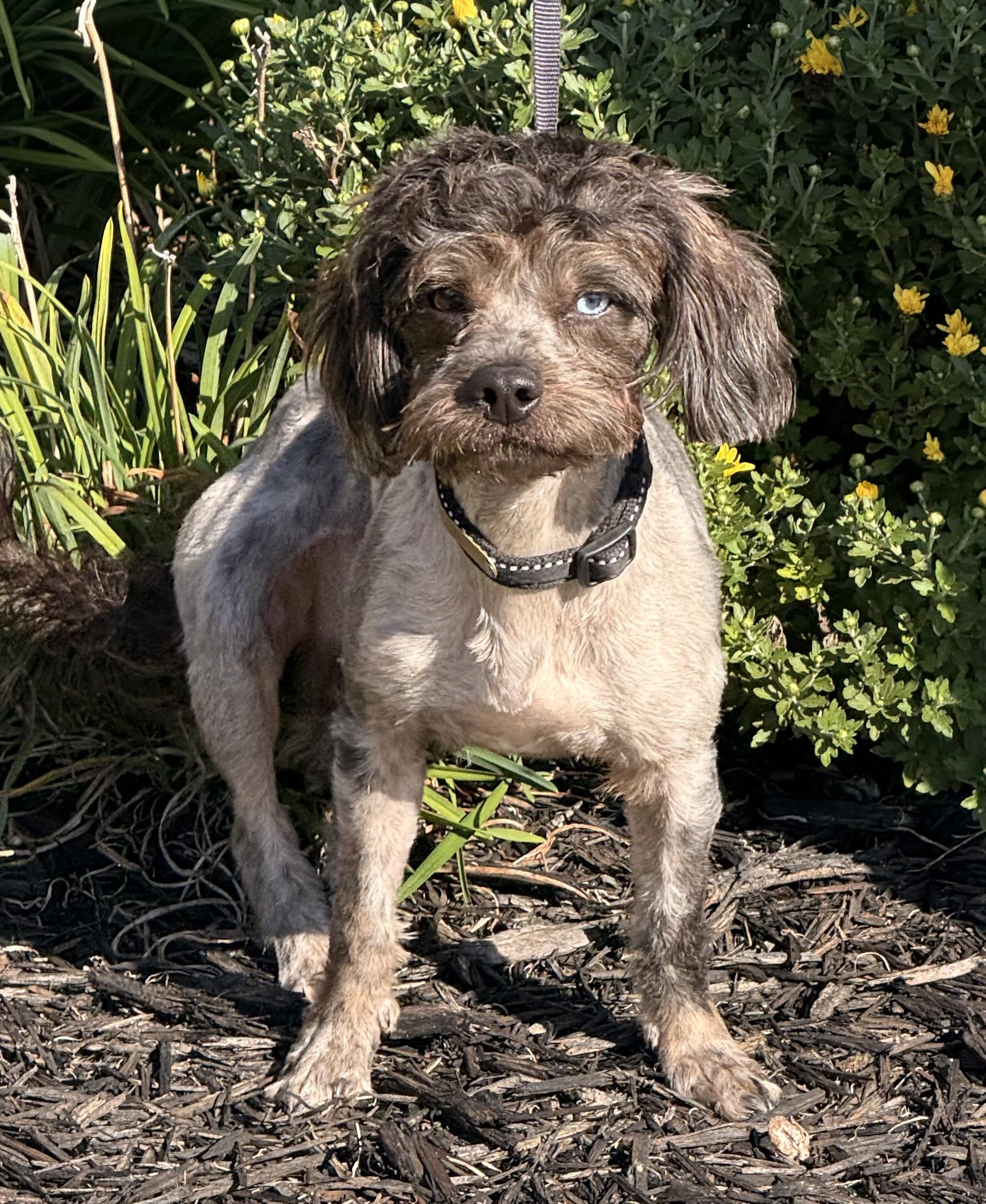 Ruckus, an adoptable Schnoodle, Shih poo in Texarkana, TX, 75501 | Photo Image 2