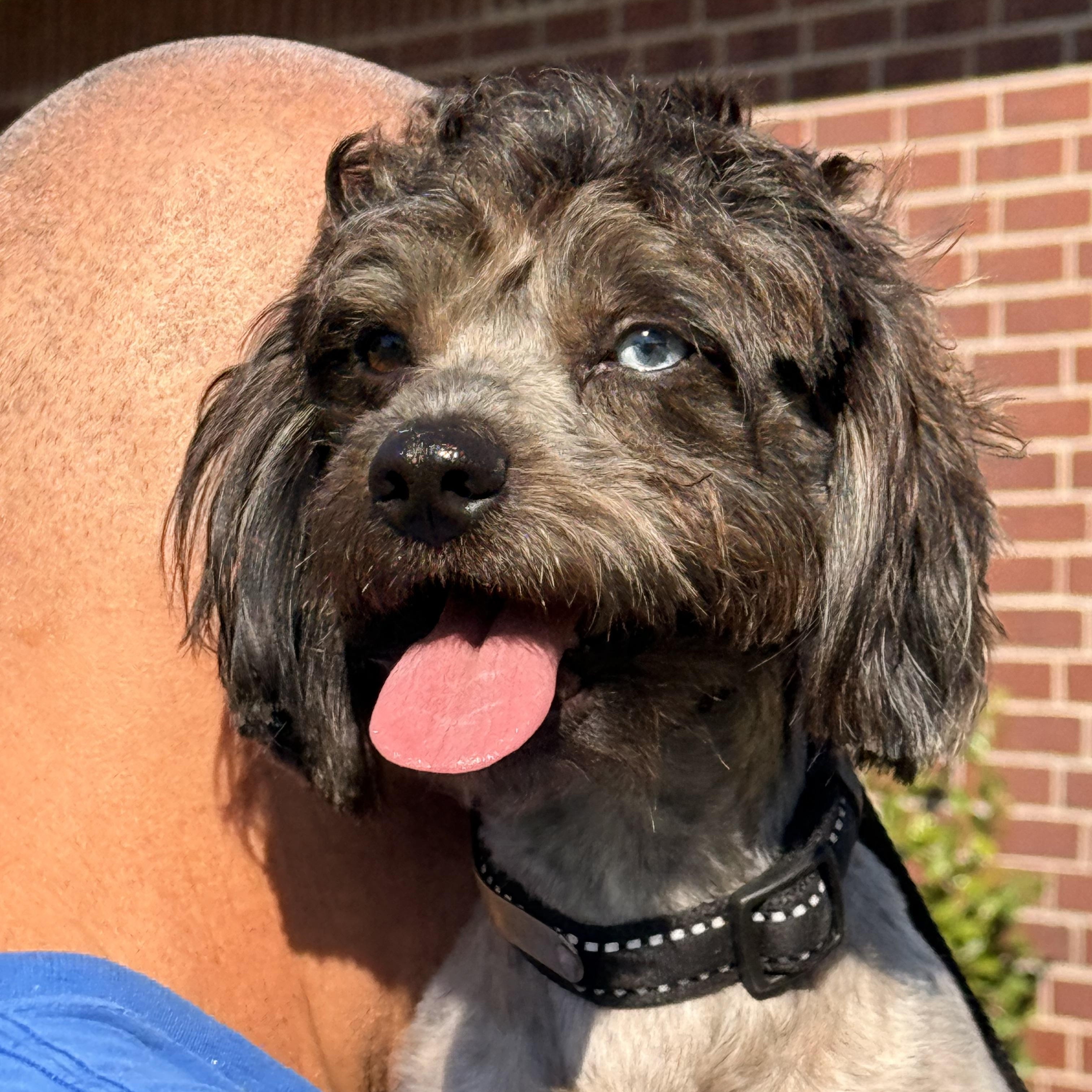 Ruckus, an adoptable Schnoodle, Shih poo in Texarkana, TX, 75501 | Photo Image 6