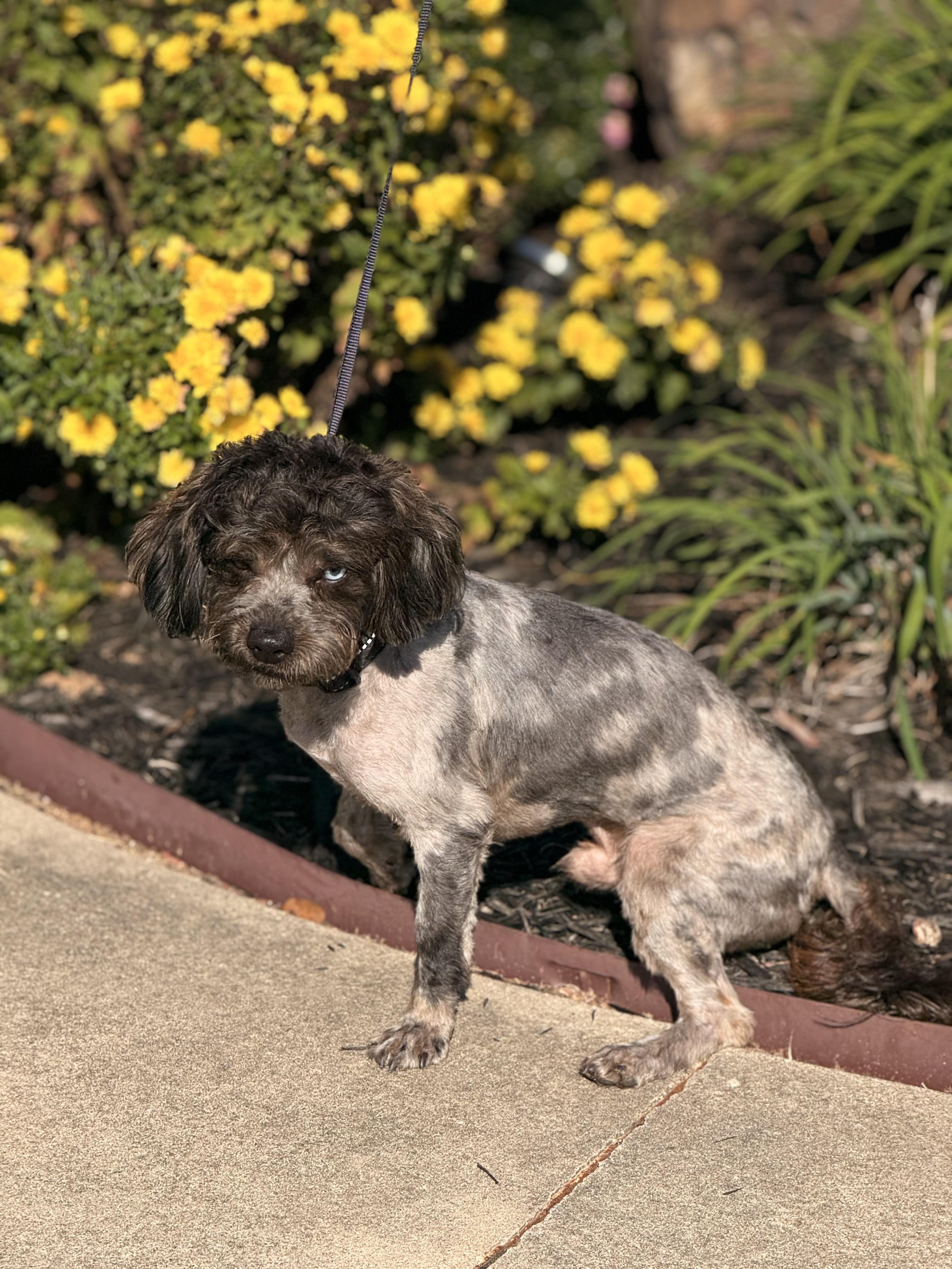 Ruckus, an adoptable Schnoodle, Shih poo in Texarkana, TX, 75501 | Photo Image 3