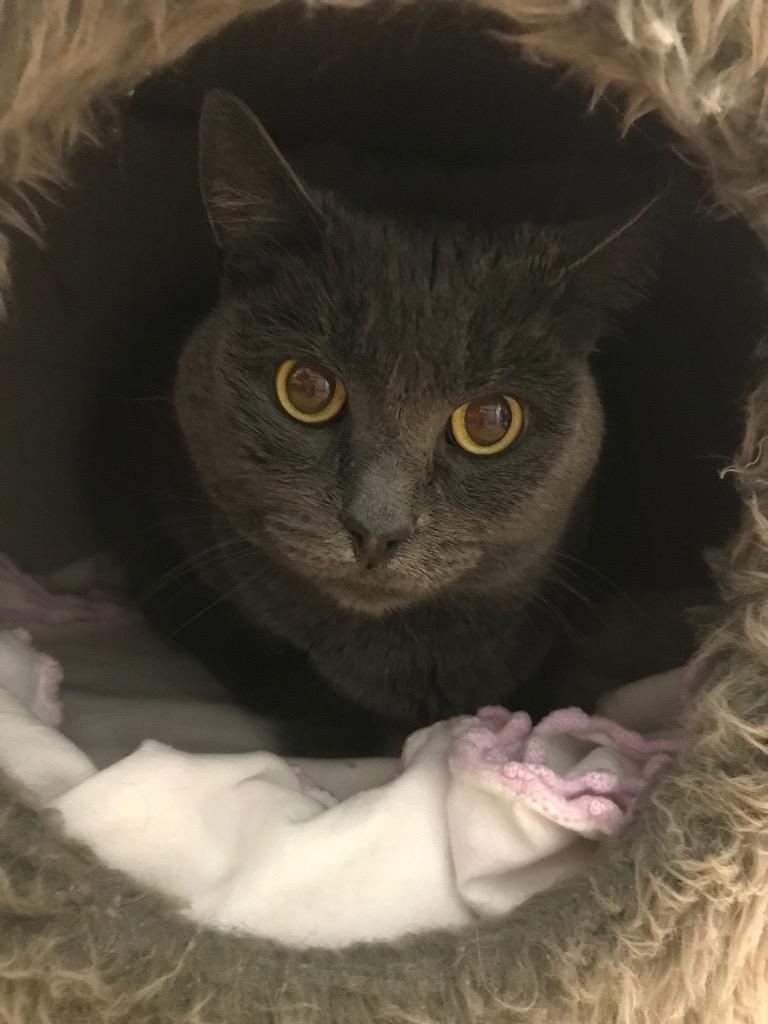 Enlarge Kaye, a Adoptable mixed breed in Youngtown, AZ image 1/4