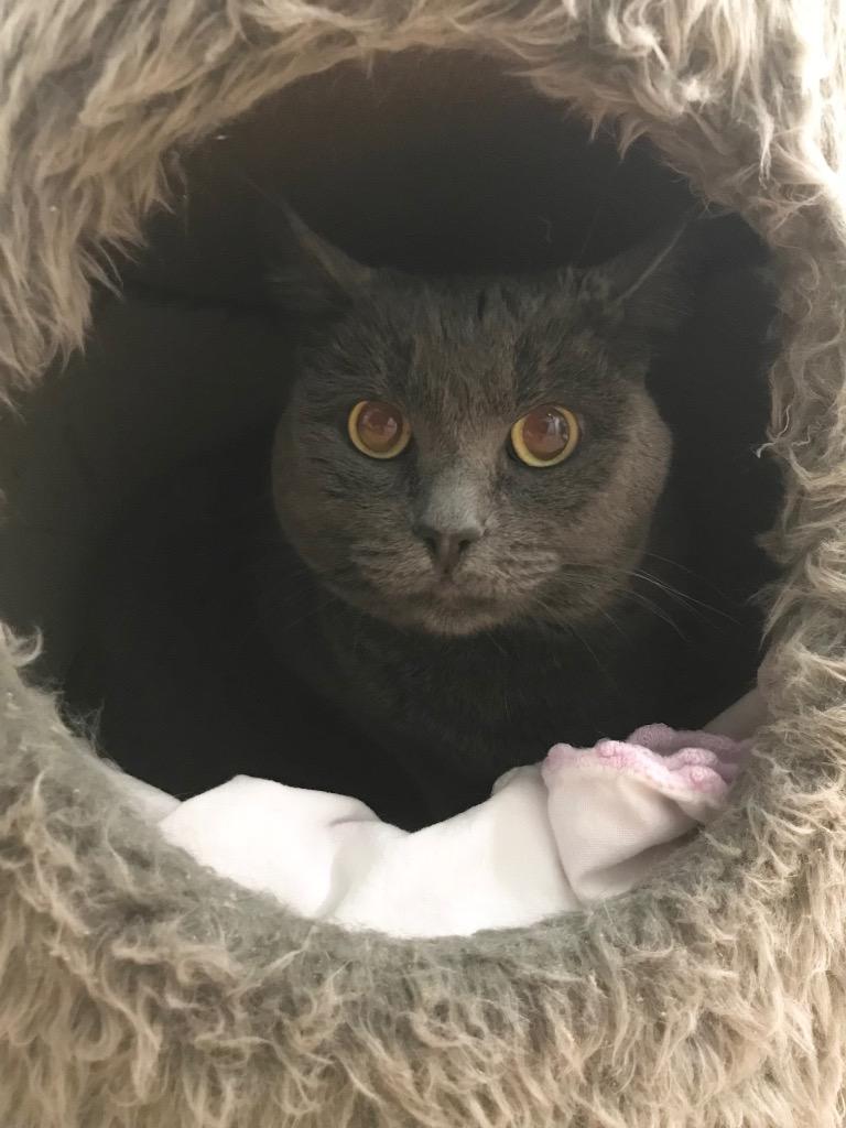 Enlarge Kaye, a Adoptable mixed breed in Youngtown, AZ image 2/4