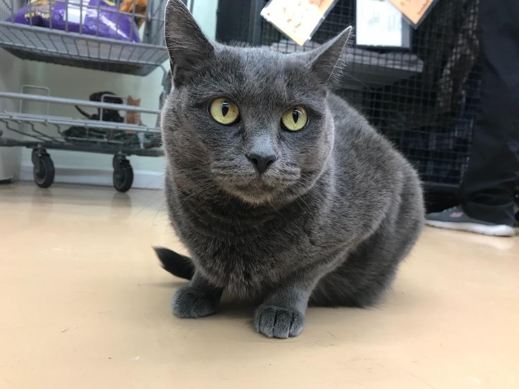 Enlarge Kaye, a Adoptable mixed breed in Youngtown, AZ image 3/4