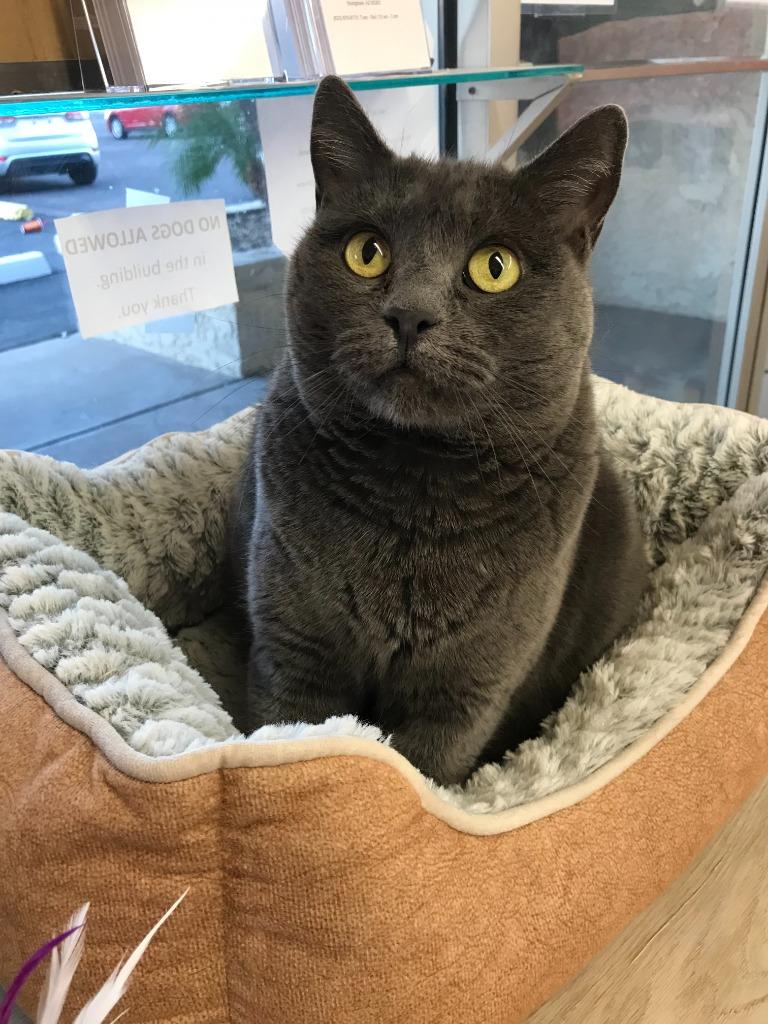 Enlarge Kaye, a Adoptable mixed breed in Youngtown, AZ image 4/4