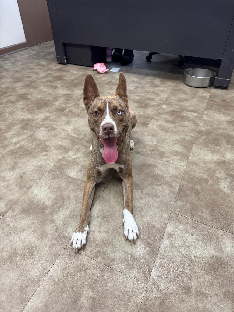 Penny, Adoptable, Adult Female Australian Kelpie.