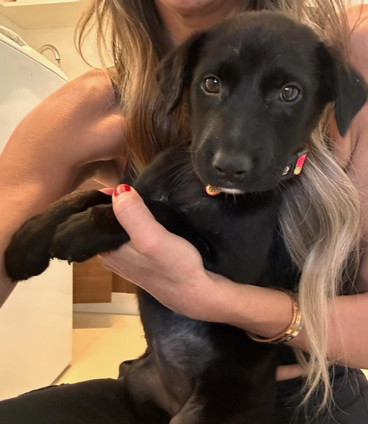 Butterbean - An Old Soul Puppy!, adopted, Puppy Female Black Labrador Retriever.