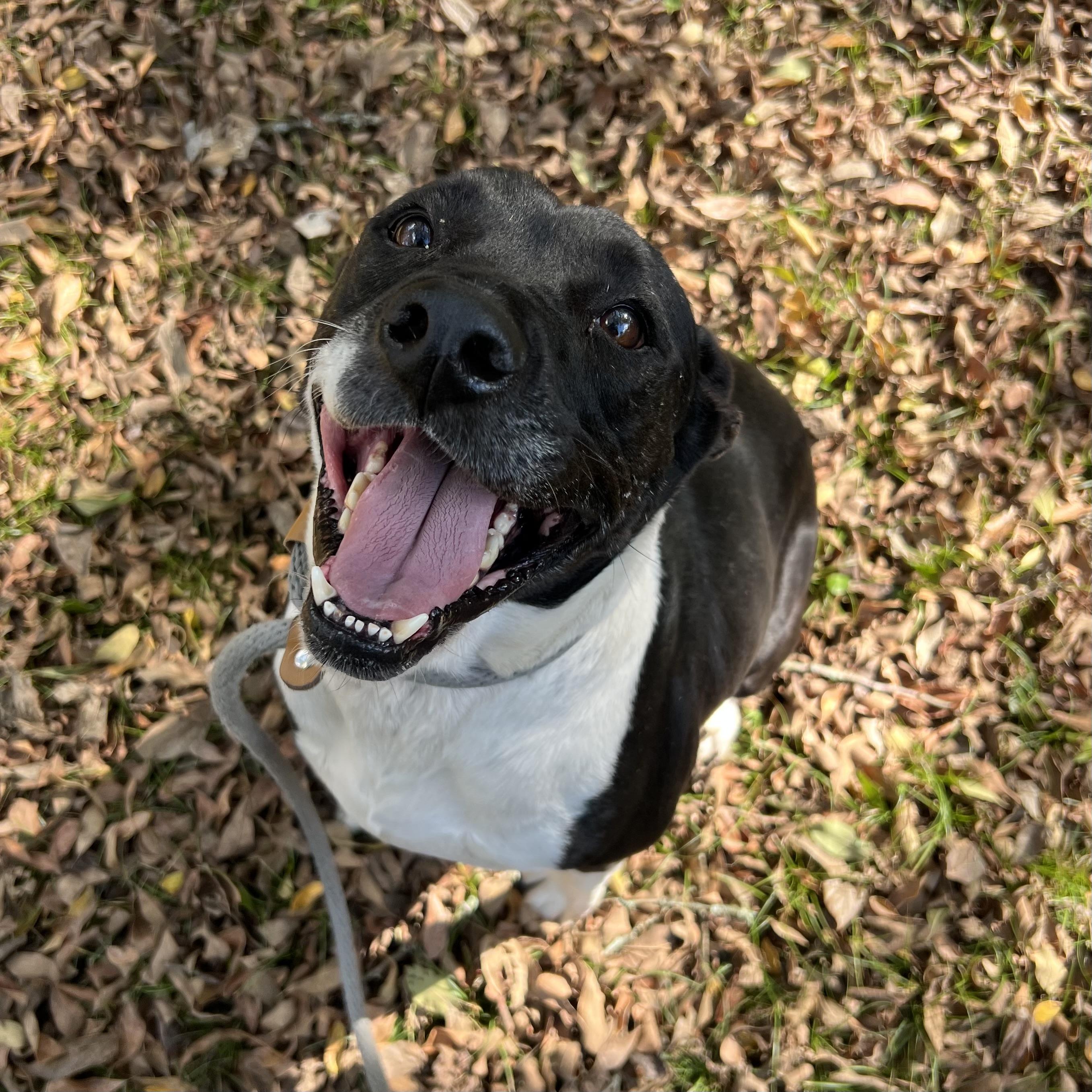 Tammy, a Adoptable mixed breed in Sherman, TX image 2/2