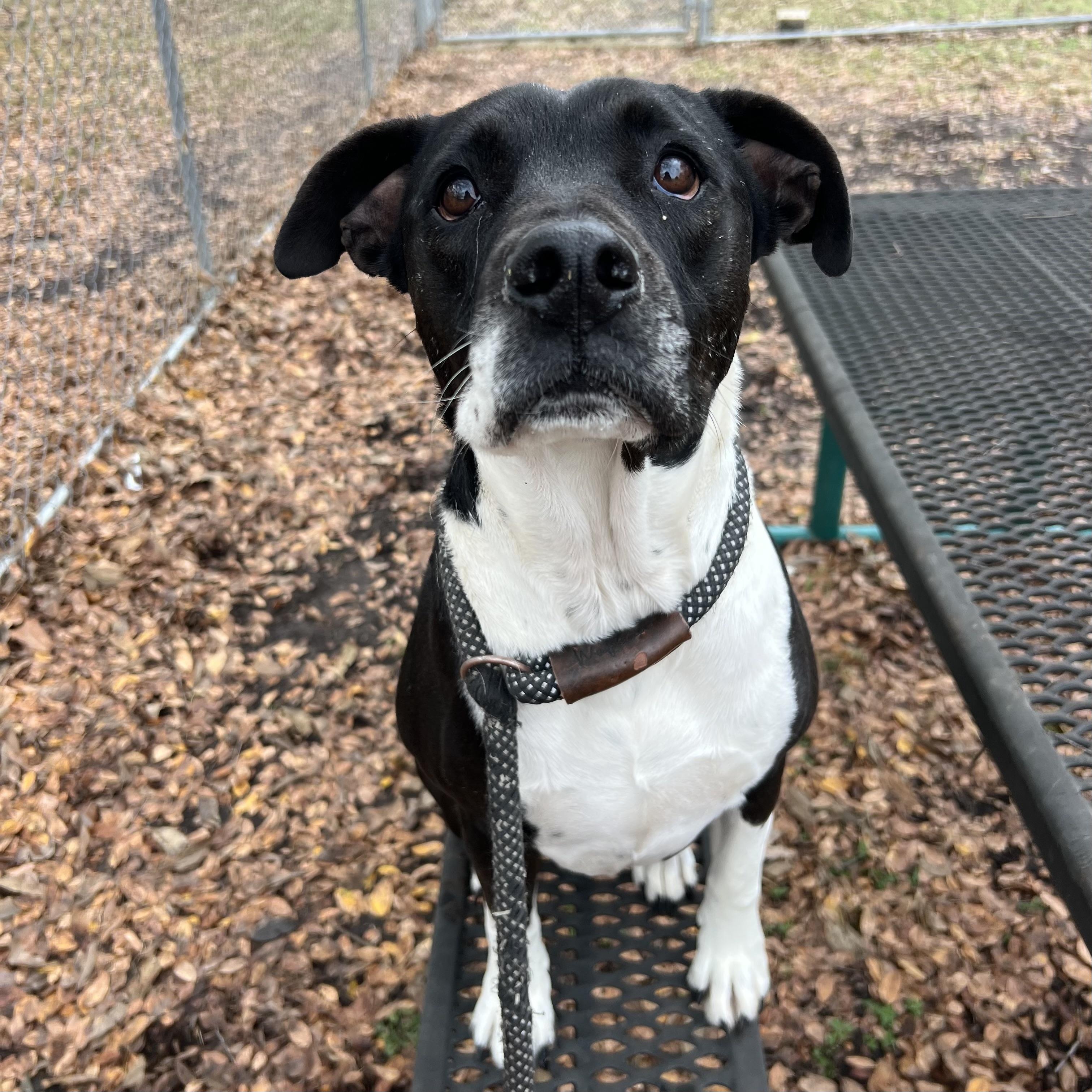 Tammy, Adoptable, Adult Female Pit Bull Terrier.
