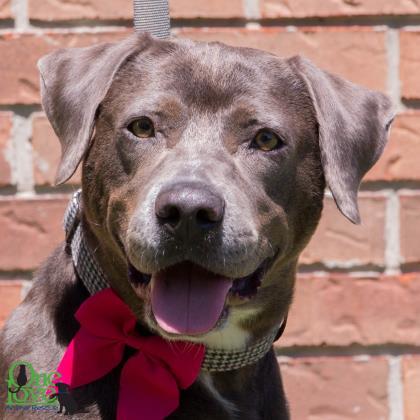 Cybil, Adoptable, Adult Female American Bulldog & Retriever.