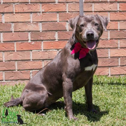 Enlarge Cybil, a Adoptable mixed breed in Savannah, GA image 3/3