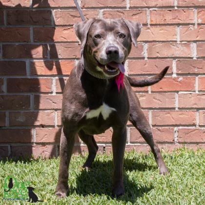 Cybil, a Adoptable mixed breed in Savannah, GA image 3/3