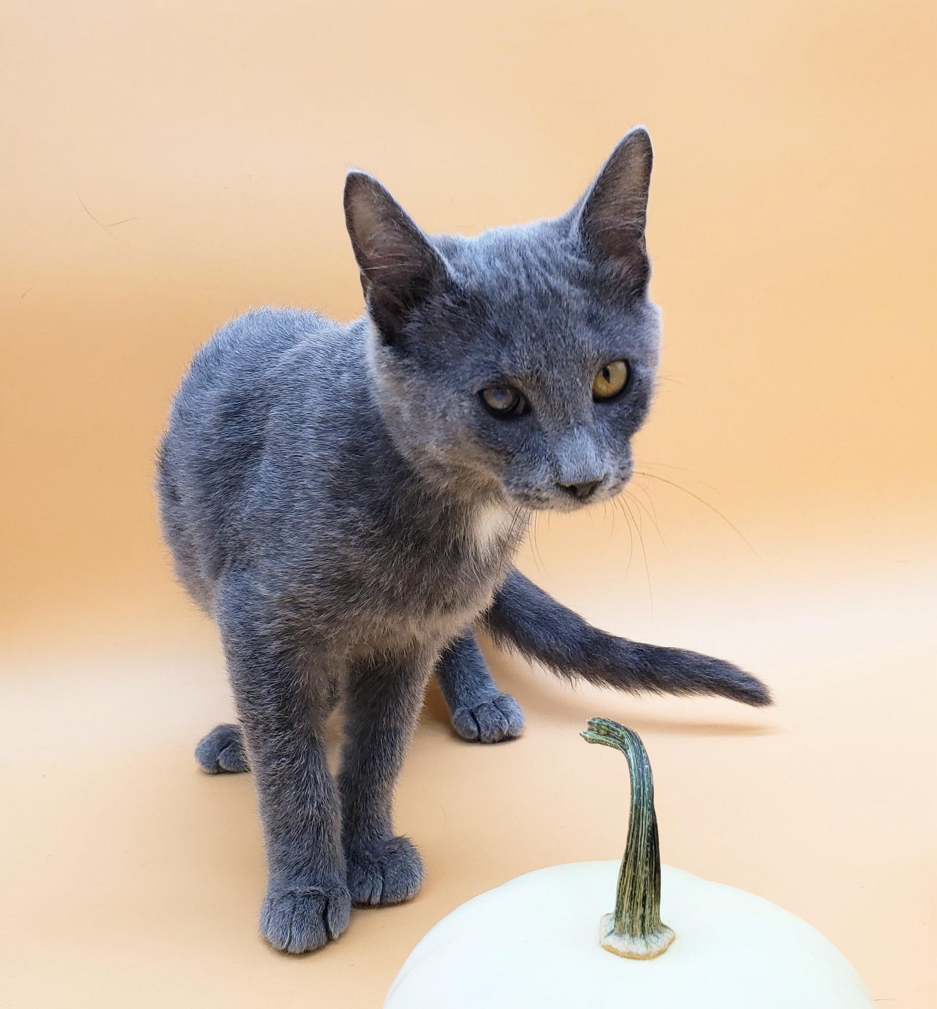 La Ratte