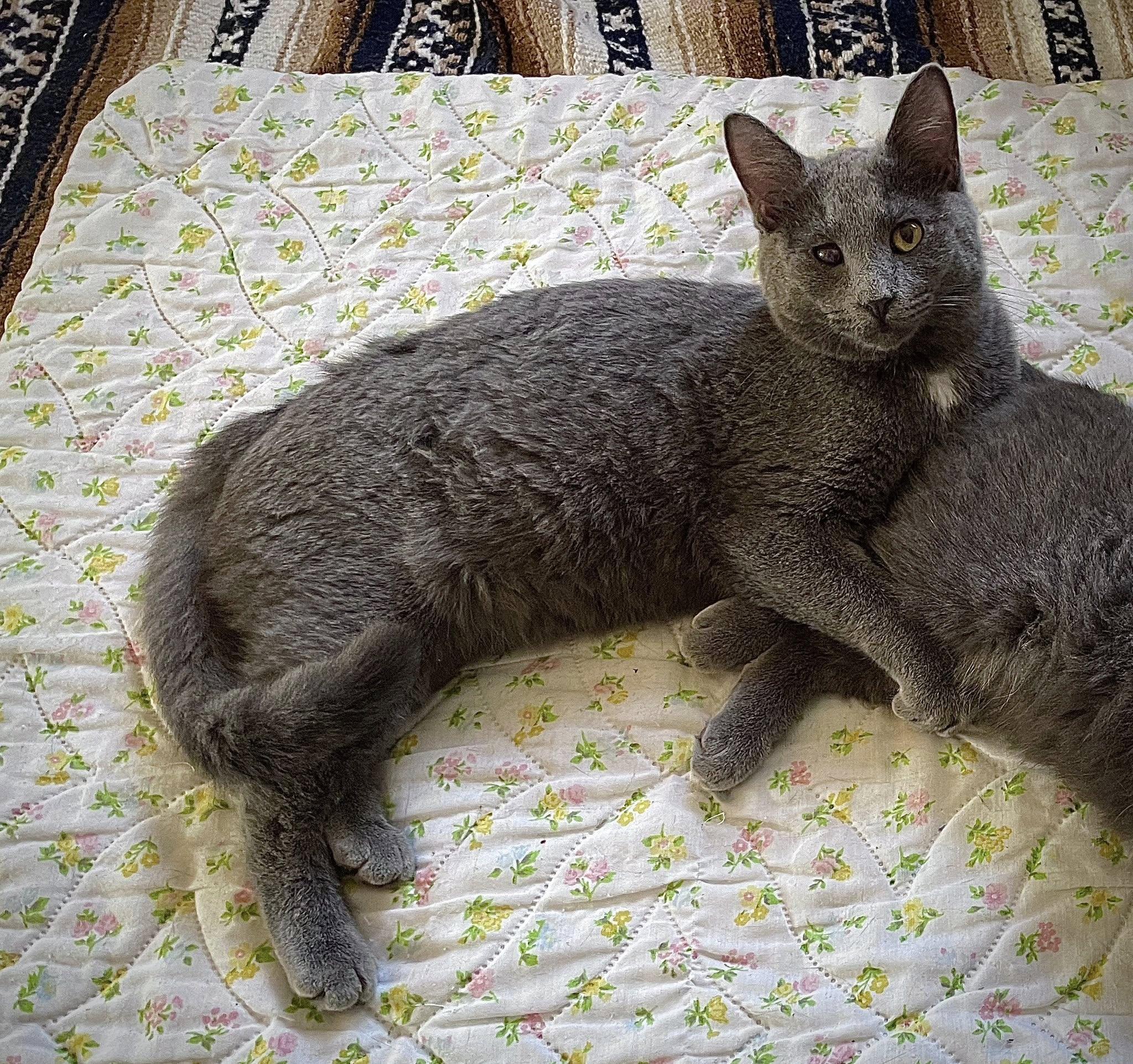 La Ratte — thumbnail 2