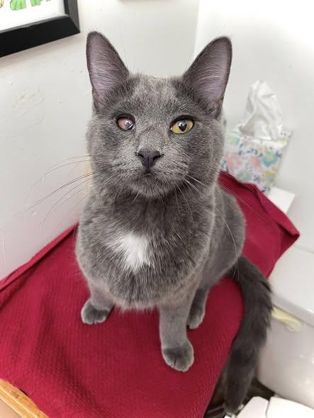 La Ratte — thumbnail 3