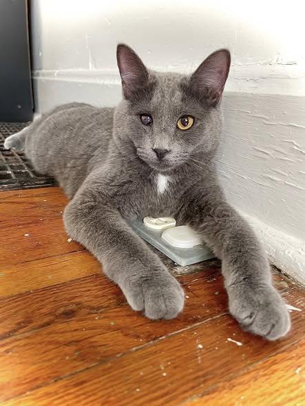 La Ratte — thumbnail 5