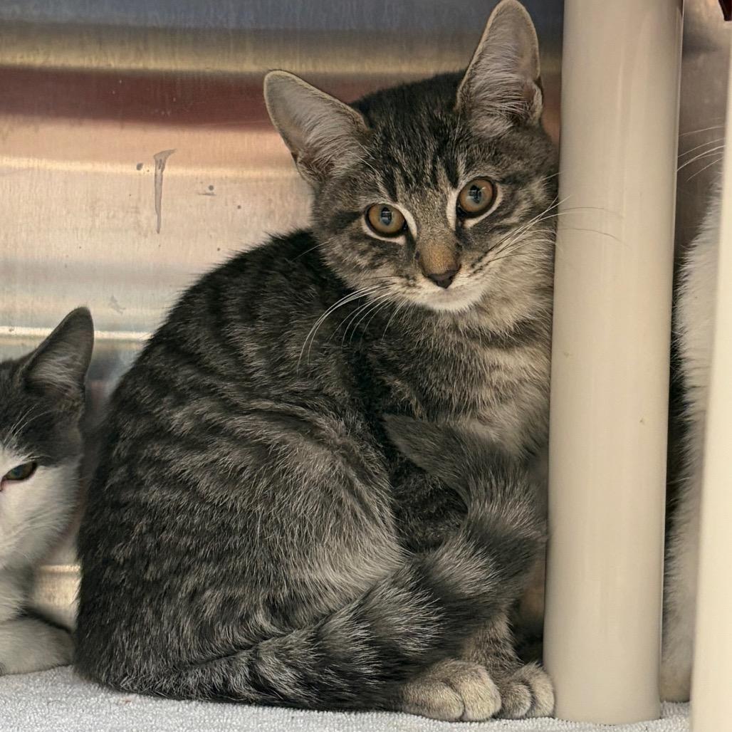 Sheldon, Adoptable, Kitten Male Domestic Short Hair.