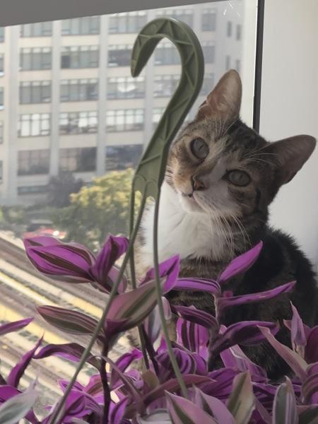 Jay, Adoptable, Senior Female Domestic Short Hair.