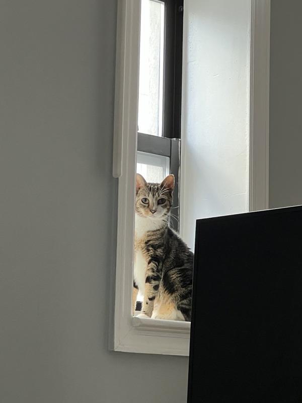 Jay, Adoptable, Senior Female Domestic Short Hair.