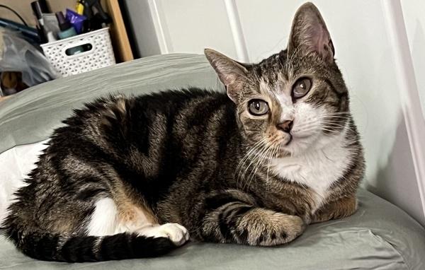 Enlarge Jay, a Adoptable mixed breed in New York, NY image 2/6