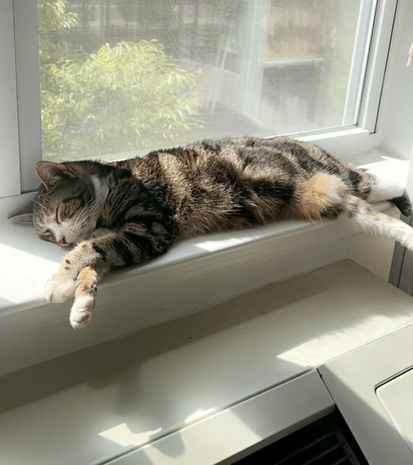 Enlarge Jay, a Adoptable mixed breed in New York, NY image 4/6