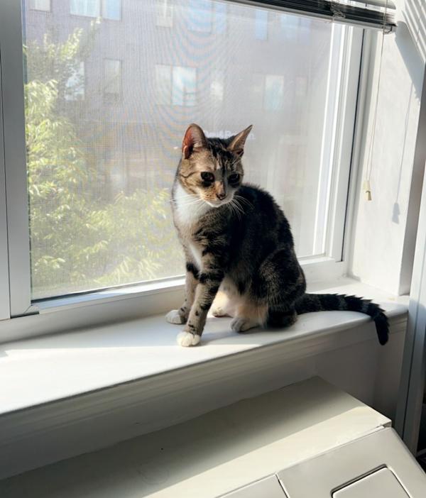 Enlarge Jay, a Adoptable mixed breed in New York, NY image 5/6