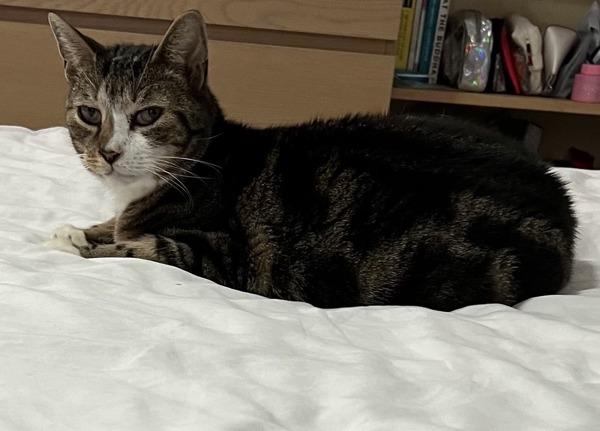 Enlarge Jay, a Adoptable mixed breed in New York, NY image 6/6