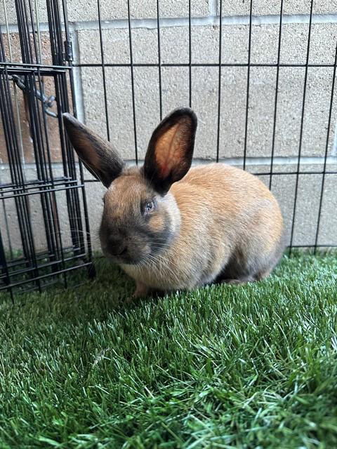 LOLA, Adoptable, Baby Female Bunny Rabbit.