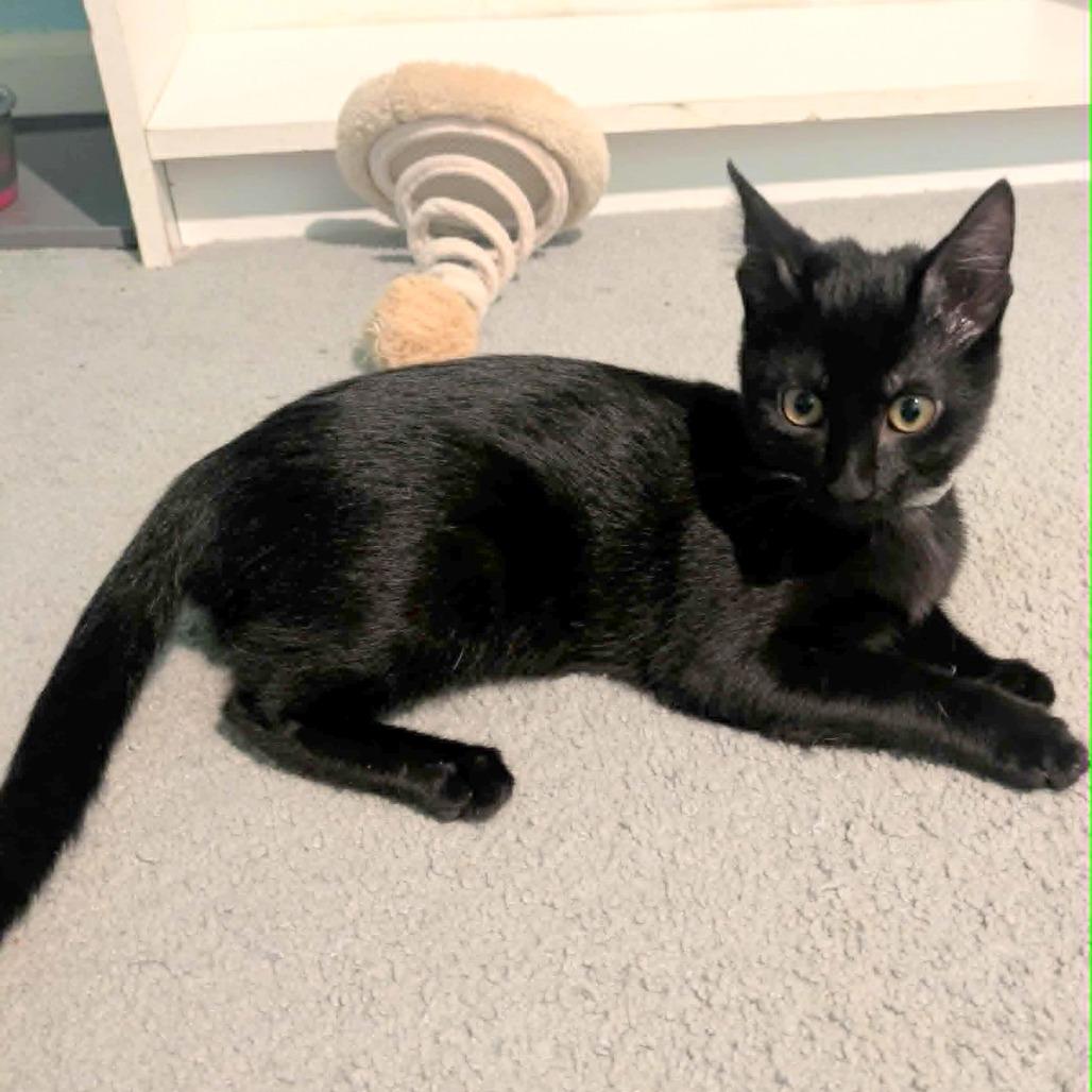 Cedella, Adoptable, Kitten Female Domestic Short Hair.