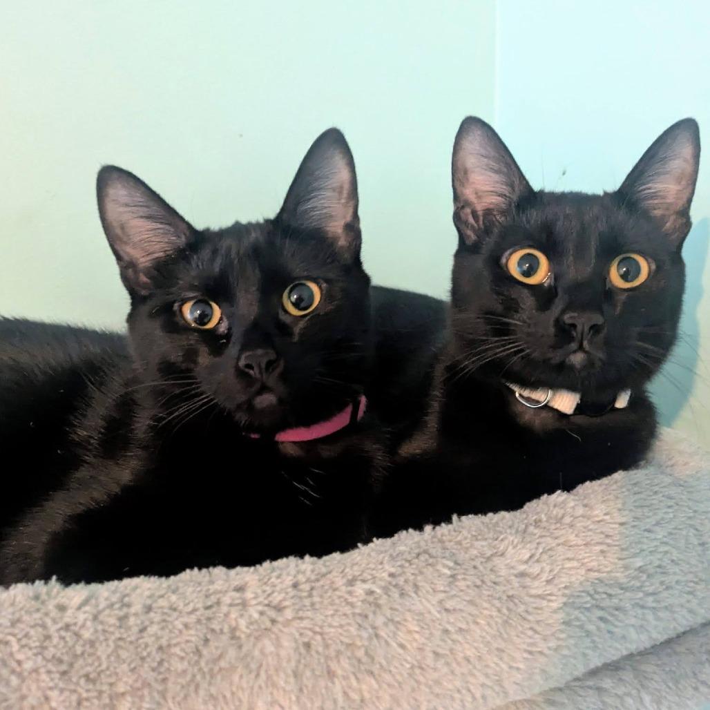 Enlarge Cedella, a Adoptable Domestic Short Hair in FAIRWAY, KS image 1/6