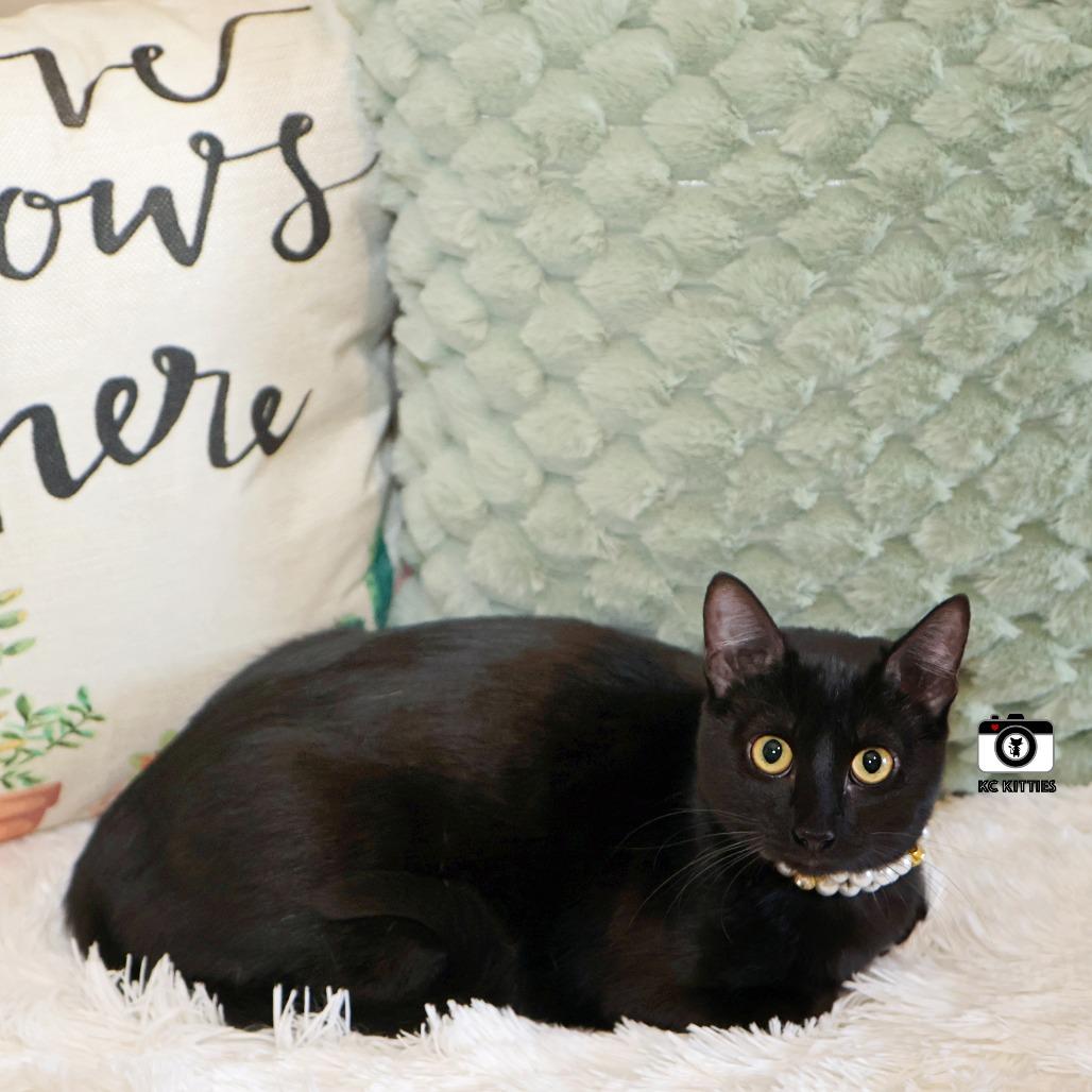 Cedella, Adoptable, Young Female Domestic Short Hair.