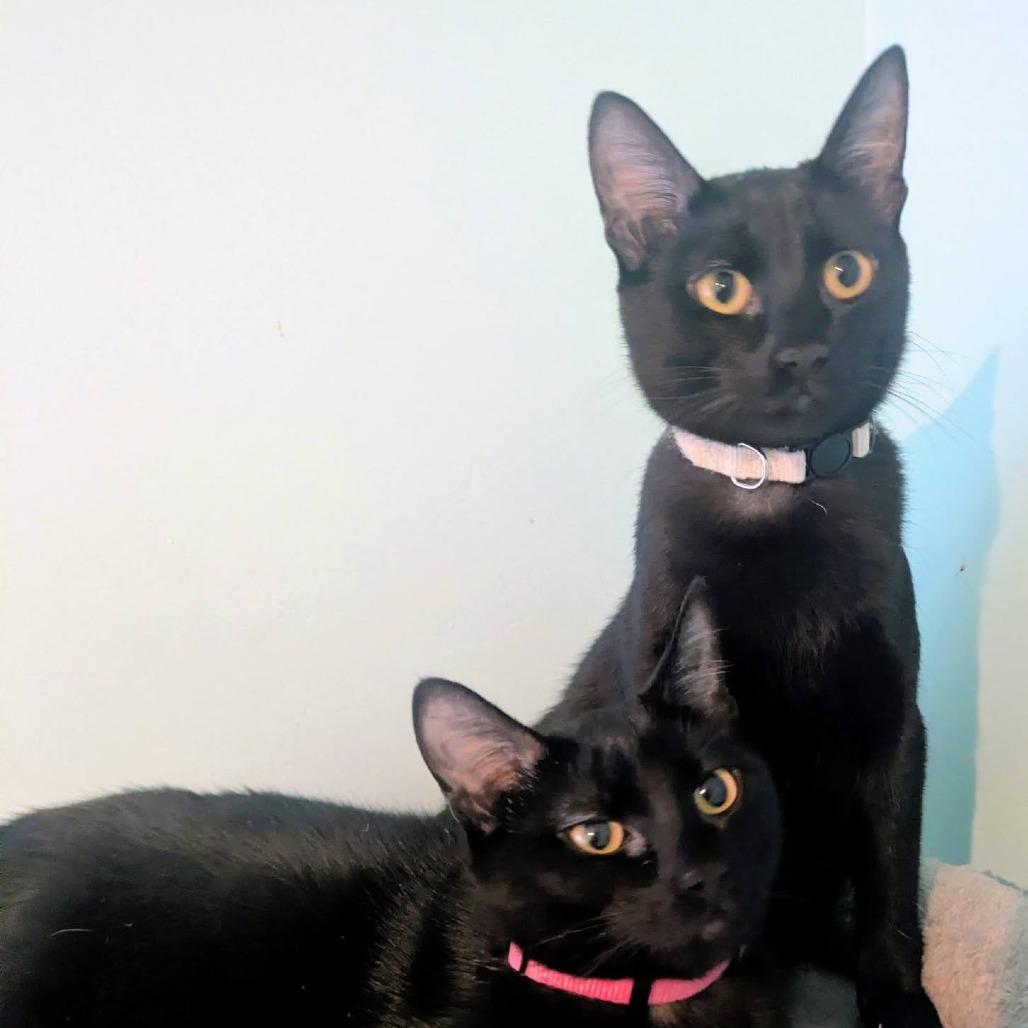 Enlarge Cedella, a Adoptable Domestic Short Hair in FAIRWAY, KS image 2/6